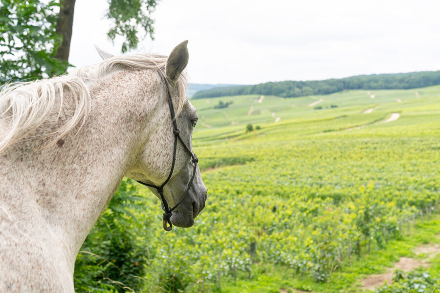 The Champagne Ride, France - Globetrotting horse riding holidays