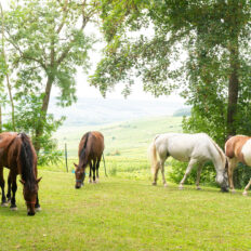 The Champagne Ride, France - Globetrotting horse riding holidays