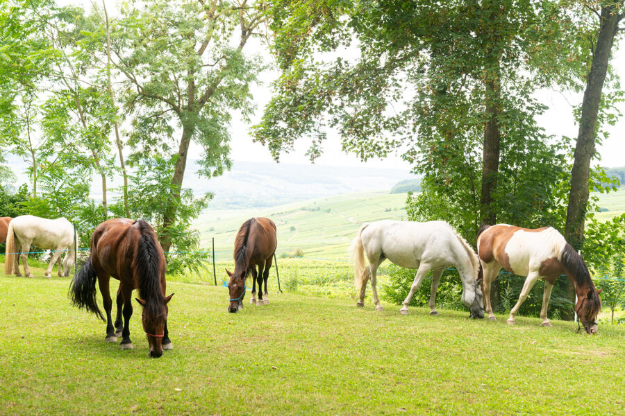 The Champagne Ride, France - Globetrotting horse riding holidays