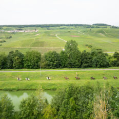 The Champagne Ride, France - Globetrotting horse riding holidays