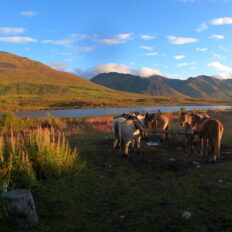Alaska, USA - Globetrotting horse riding holidays