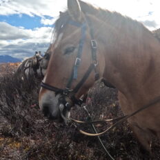 Alaska, USA - Globetrotting horse riding holidays