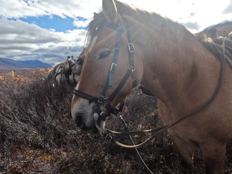 Alaska, USA - Globetrotting horse riding holidays