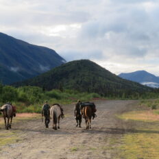 Alaska, USA - Globetrotting horse riding holidays