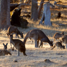 The Margaret River Ride, Western Australia - Globetrotting horse riding holidays