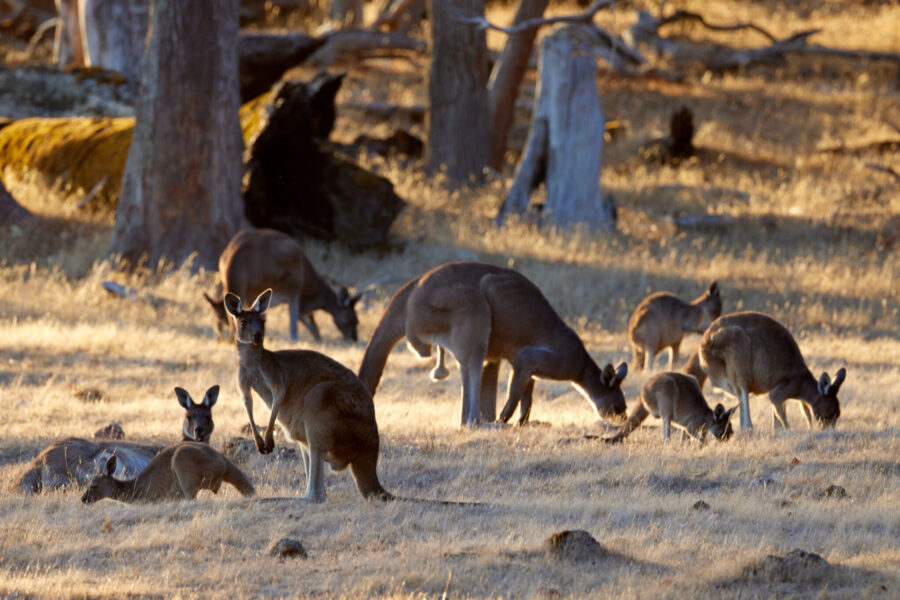The Margaret River Ride, Western Australia - Globetrotting horse riding holidays