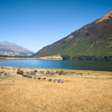 Glenorchy Back Country Ride, South Island, New Zealand - Globetrotting horse riding holidays