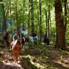 Glenorchy Back Country Ride, South Island, New Zealand - Globetrotting horse riding holidays