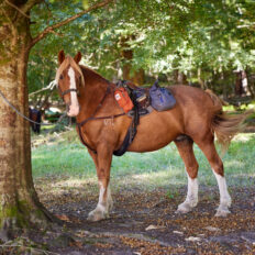 Glenorchy Back Country Ride, South Island, New Zealand - Globetrotting horse riding holidays