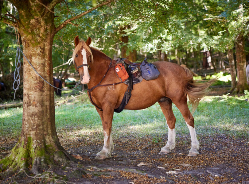 Glenorchy Back Country Ride, South Island, New Zealand - Globetrotting horse riding holidays
