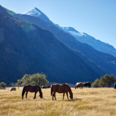 Glenorchy Back Country Ride, South Island, New Zealand - Globetrotting horse riding holidays
