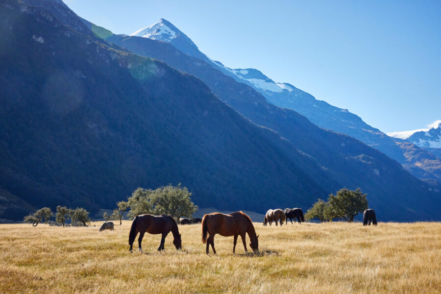 Glenorchy Back Country Ride, South Island, New Zealand - Globetrotting horse riding holidays