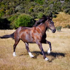 Glenorchy Back Country Ride, South Island, New Zealand - Globetrotting horse riding holidays