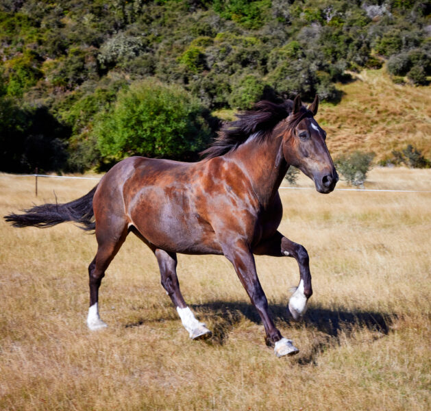 Glenorchy Back Country Ride, South Island, New Zealand - Globetrotting horse riding holidays