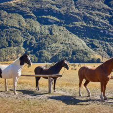 Glenorchy Back Country Ride, South Island, New Zealand - Globetrotting horse riding holidays