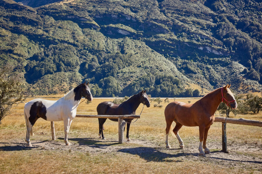 Glenorchy Back Country Ride, South Island, New Zealand - Globetrotting horse riding holidays