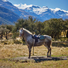 Glenorchy Back Country Ride, South Island, New Zealand - Globetrotting horse riding holidays
