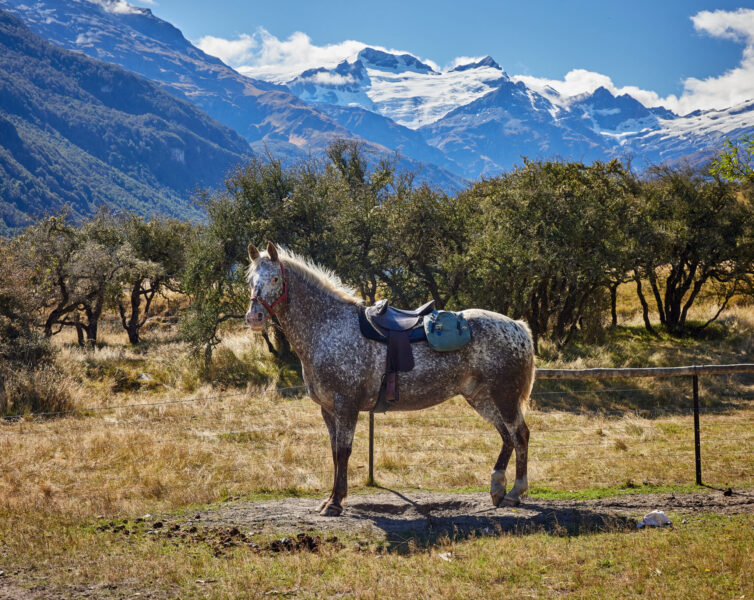 Glenorchy Back Country Ride, South Island, New Zealand - Globetrotting horse riding holidays