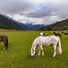 Glenorchy Back Country Ride, South Island, New Zealand - Globetrotting horse riding holidays