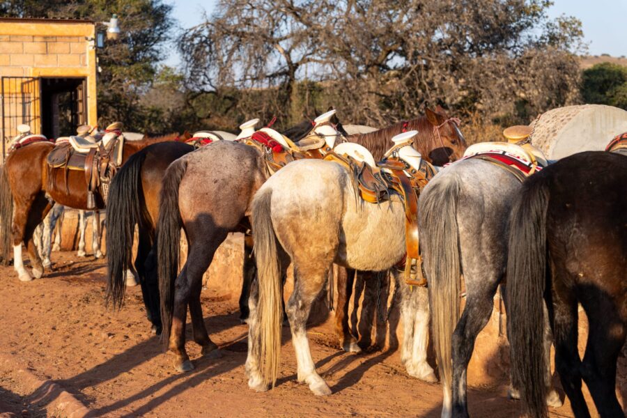 El Rancho Ride, Mexico - Globetrotting horse riding holidays