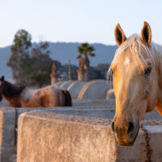 El Rancho Ride, Mexico - Globetrotting horse riding holidays