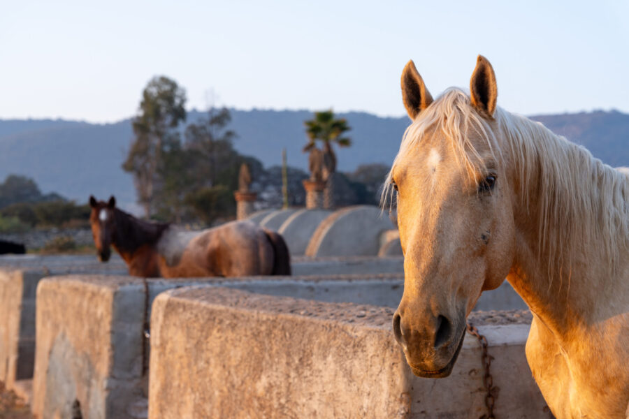 El Rancho Ride, Mexico - Globetrotting horse riding holidays