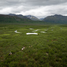 Alaska, USA - Globetrotting horse riding holidays