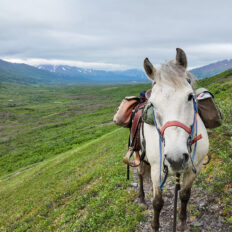 Alaska, USA - Globetrotting horse riding holidays