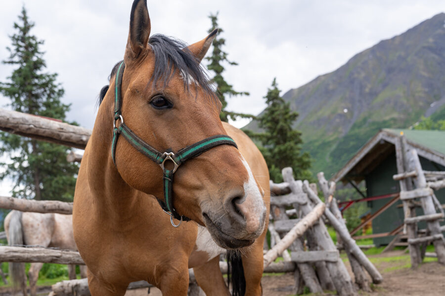 Alaska, USA - Globetrotting horse riding holidays