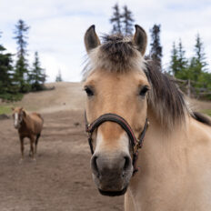 Alaska, USA - Globetrotting horse riding holidays