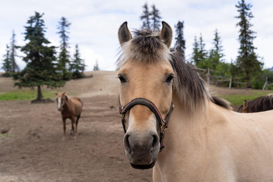 Alaska, USA - Globetrotting horse riding holidays