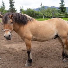 Alaska, USA - Globetrotting horse riding holidays
