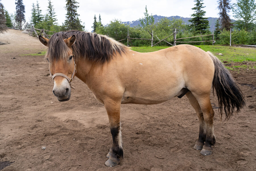 Alaska, USA - Globetrotting horse riding holidays