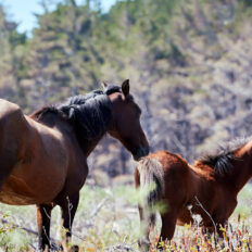 Twin Coast Escape, New Zealand - Globetrotting horse riding holidays