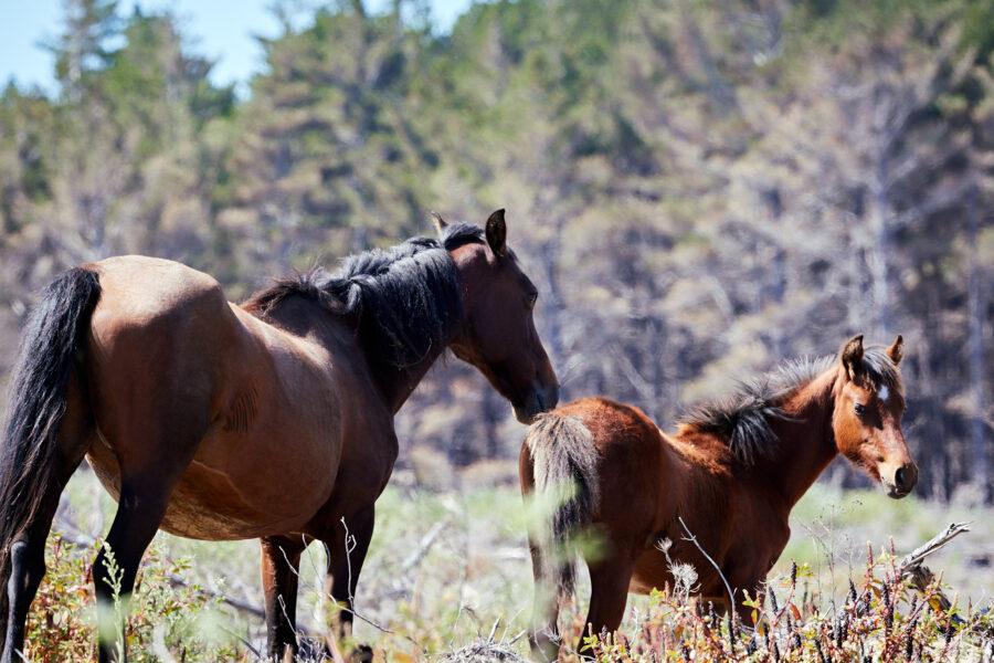 Twin Coast Escape, New Zealand - Globetrotting horse riding holidays