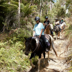 Twin Coast Escape, New Zealand - Globetrotting horse riding holidays