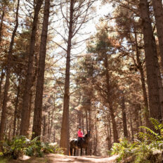 Twin Coast Escape, New Zealand - Globetrotting horse riding holidays