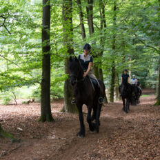 The Championships Tour, The Netherlands - Globetrotting horse riding holidays