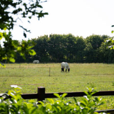 The Championships Tour, The Netherlands - Globetrotting horse riding holidays