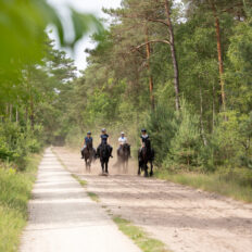 The Championships Tour, The Netherlands - Globetrotting horse riding holidays