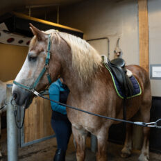 The Championships Tour, The Netherlands - Globetrotting horse riding holidays