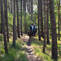 The Championships Tour, The Netherlands - Globetrotting horse riding holidays