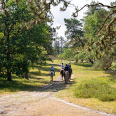 The Championships Tour, The Netherlands - Globetrotting horse riding holidays