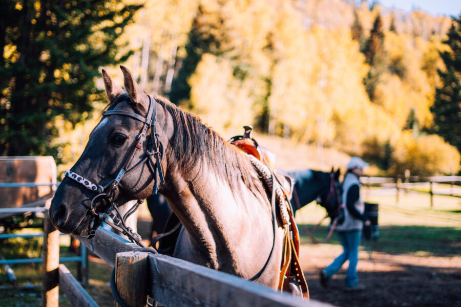 Banff Border Ride, Alberta, Canada