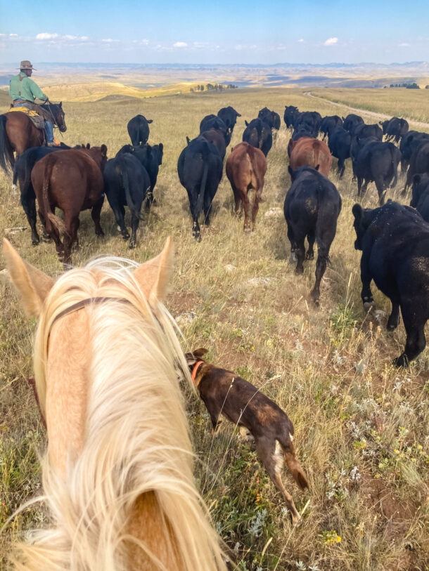 The Big Horn Cattle Drive, USA, Globetrotting Horse Riding Holidays