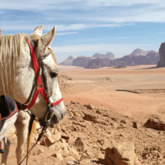 The Wadi Rum Ride, Jordan - Globetrotting horse riding holidays