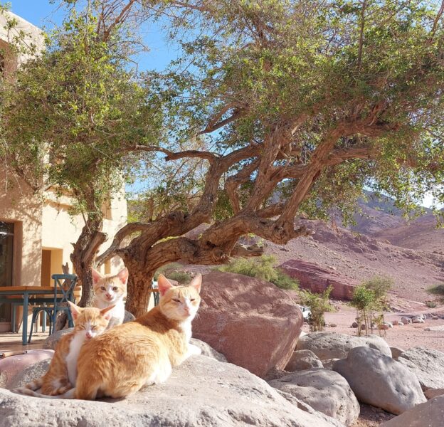 The Wadi Rum Ride, Jordan - Globetrotting horse riding holidays