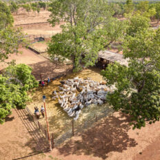 horse riding holiday Northern Territory