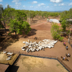 horse riding holiday Northern Territory