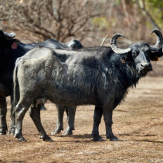 The Top End Ride - horse riding holiday Northern Territory - Globetrotting